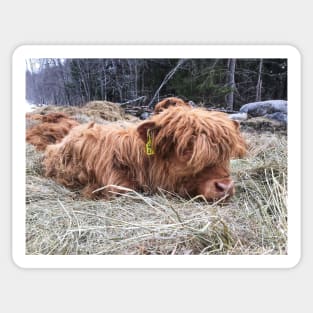 Scottish Highland Cattle Calf 1740 Sticker